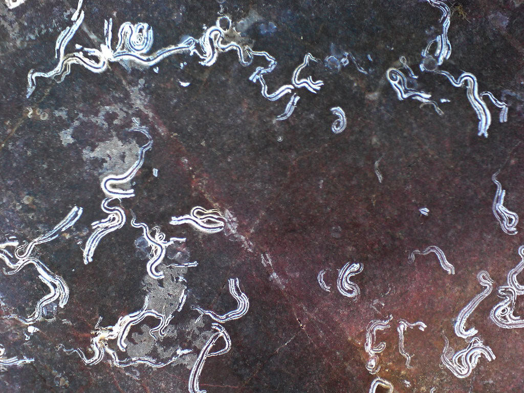 Sea worm