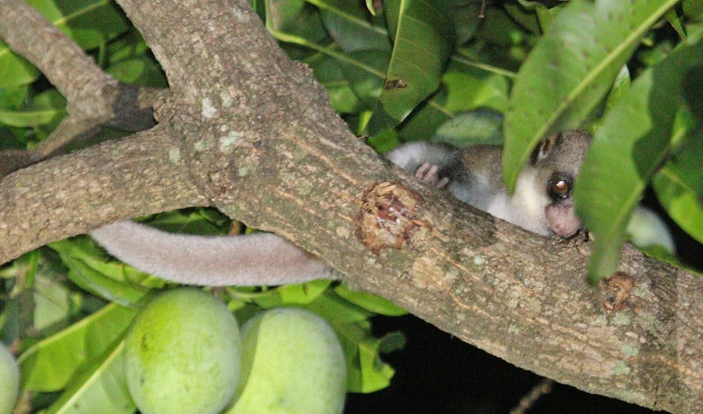 Fat-Tailed Dwarf Lemur