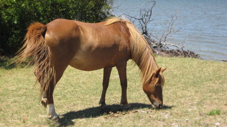 What You Didn’t Know About Horse Memory