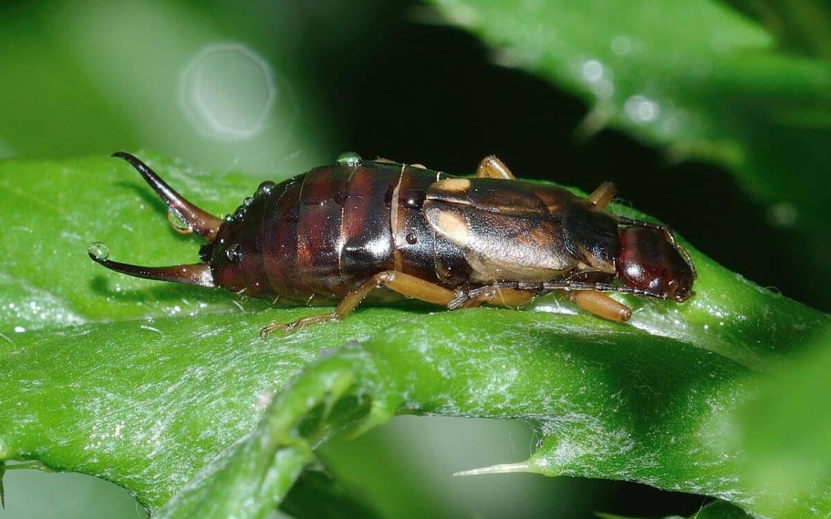 earwig, insect, forficula, auricularia, macro, earwig, earwig, earwig, earwig, earwig