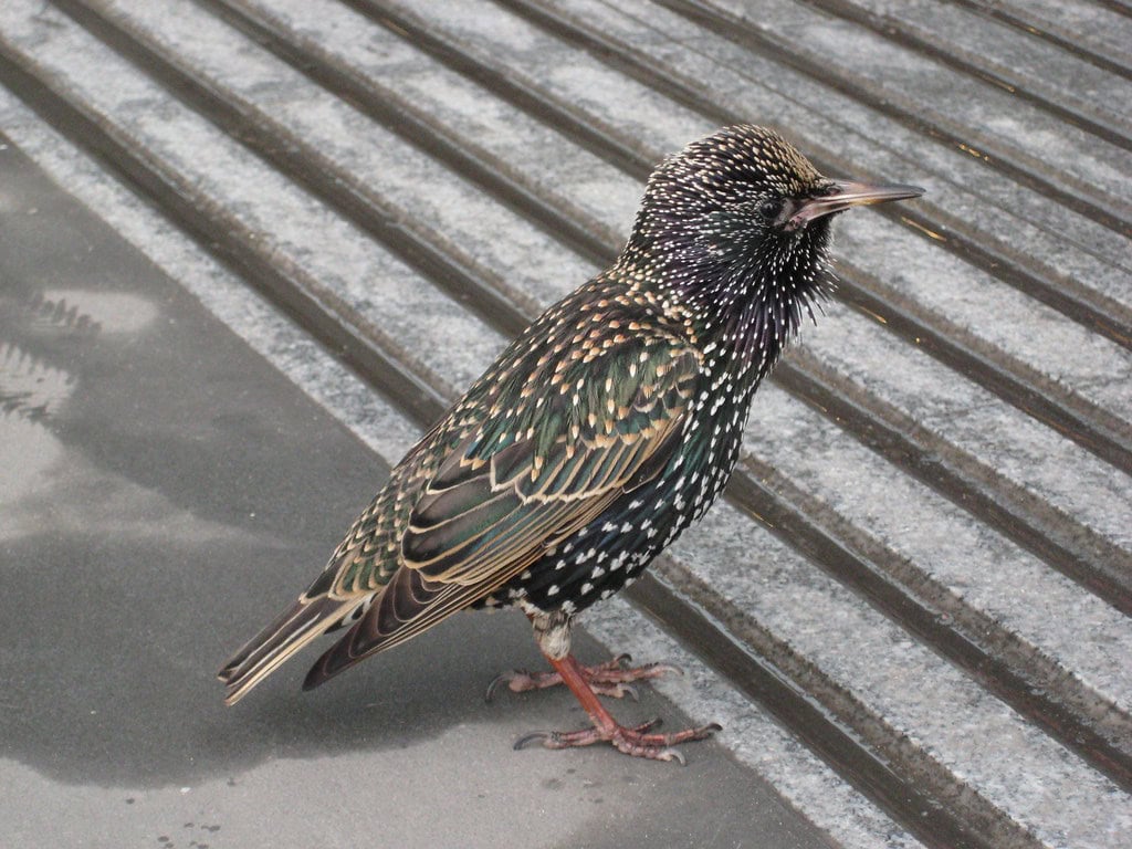 Urban bird
