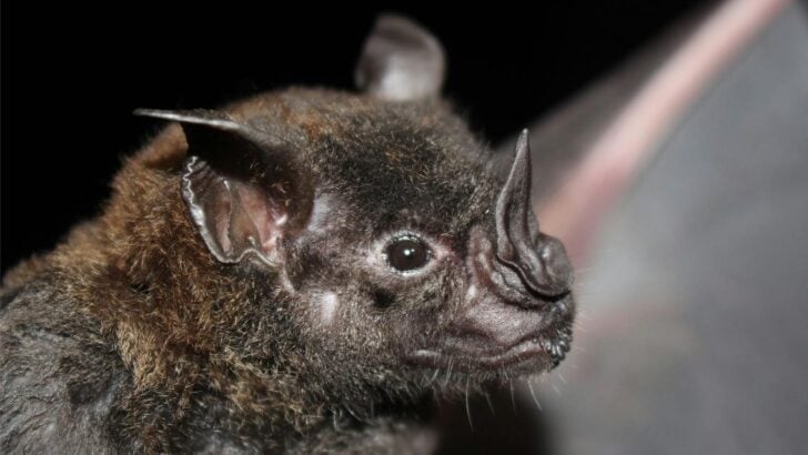 The Bat With a Nose Like a Leaf