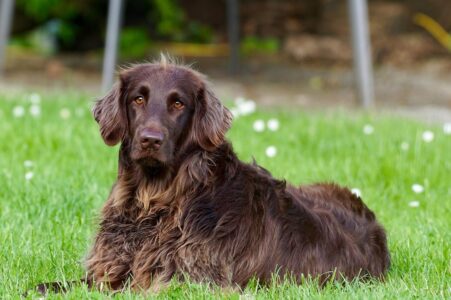 What Happens If You Never Walk Your Dog?