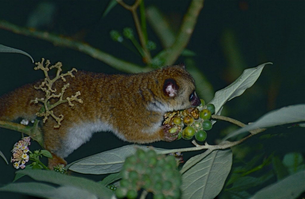 Dwarf lemur