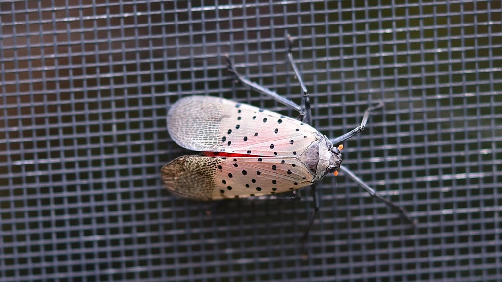 Spotted lanternfly.