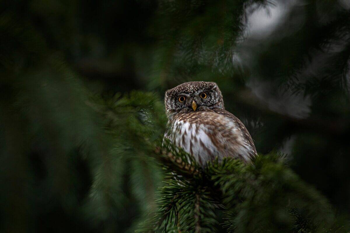 eurasian pygmy owl, owl, bird, beak, feathers, glaucidium passerinum, wildlife, outdoors, tree, forest, animal wing, bird of prey, bird watching, animals hunting, branch, perching, carnivore, nature, animal, dark, owl, owl, owl, owl, owl, forest, animal, dark
