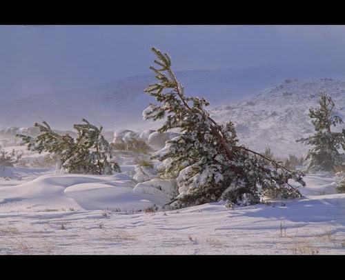 Arctic wind