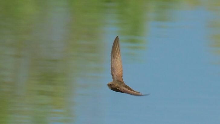 This Bird Can Sleep While Flying Thousands of Miles