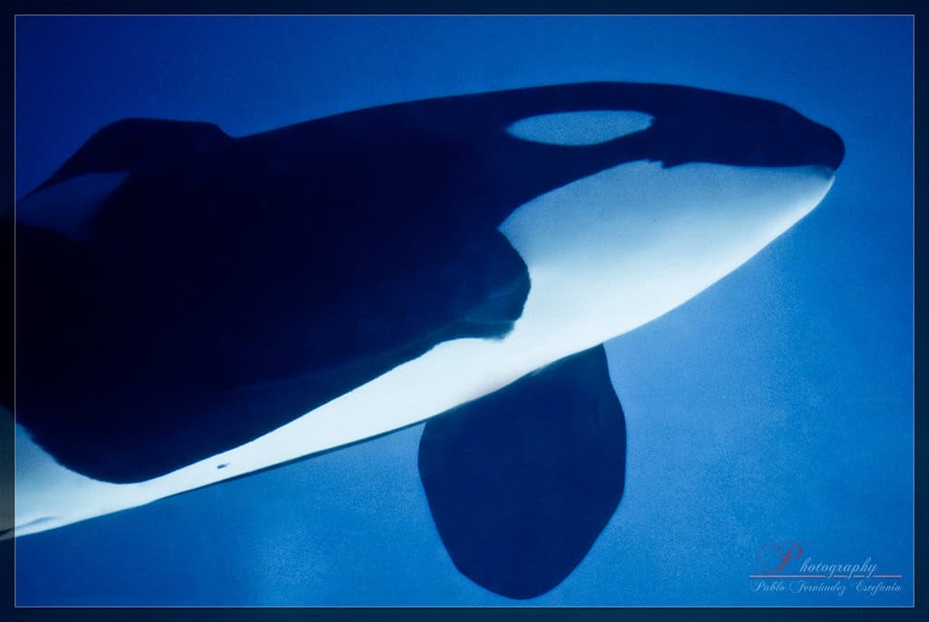 killer whale