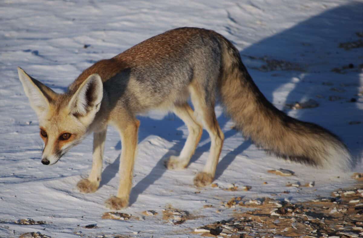 Rüppell's Fox