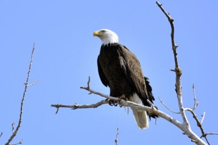 14 Bald Eagle Comeback Stories That Show Conservation Works
