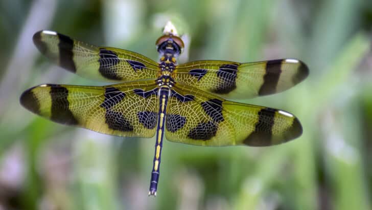 Dragonflies Are the Deadliest Hunters
