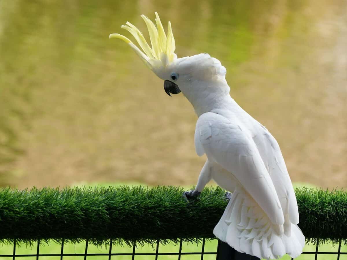 white crest cockatoo, cockatoo, bird, wildlife, animal, avian, nature, ornithology