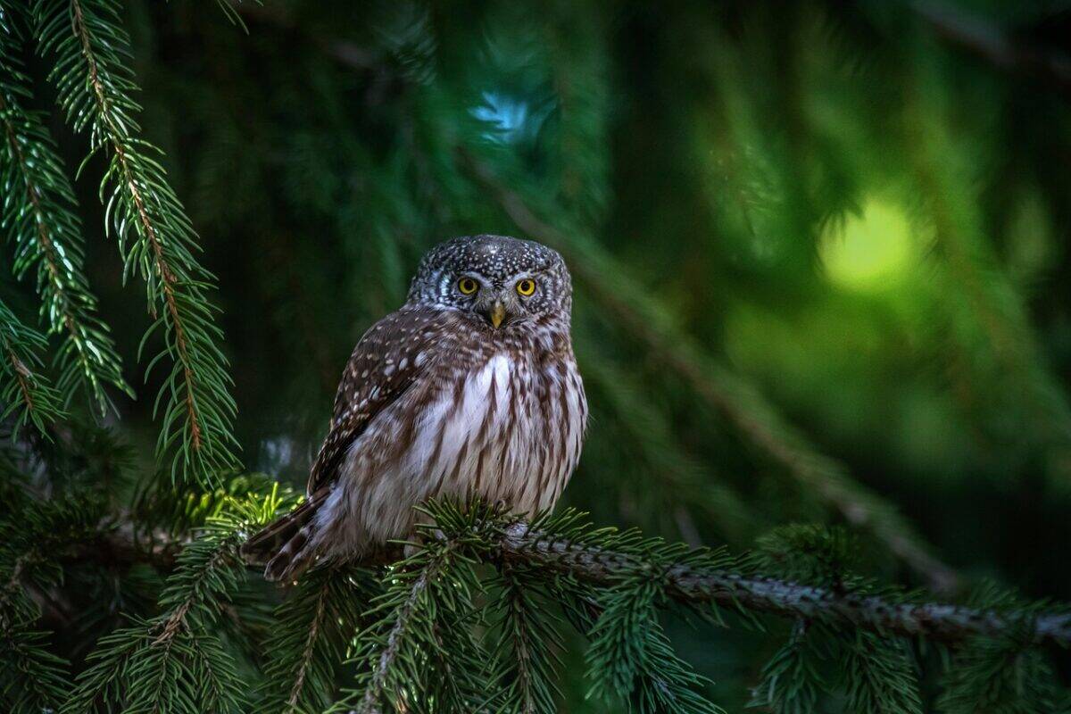 eurasian pygmy owl, owl, bird, animal, glaucidium passerinum, feathers, plumage, beak, bird of prey, perched, branch, nature, birdwatching, portrait, wildlife, owl, owl, owl, owl, owl