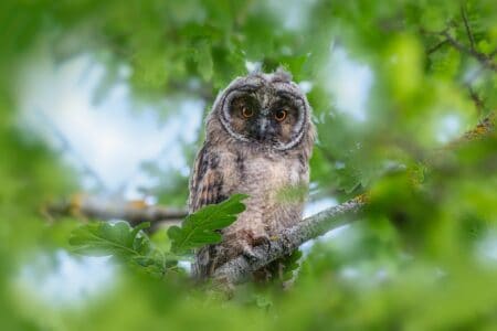The Ultimate Guide to Spotting Owls in the Wild