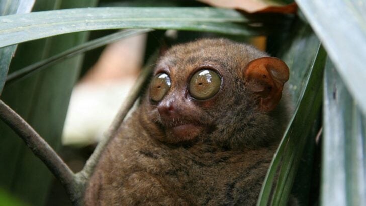 This Animal Has the Best Night Vision on Earth