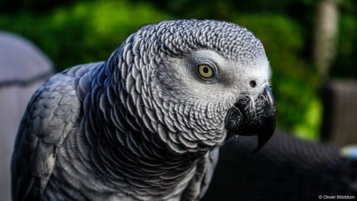 Why Parrots Are the Masters of Mimicry