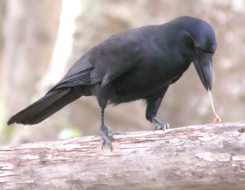 New Caledonian crow