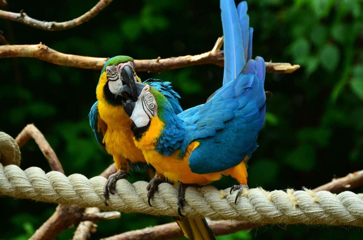 parrot, yellow-breasted parrot, yellow macaw, era, bird, multicoloured, plumage, beak, animal, colorful, yellow, nature, close up, pair of parrots, beaks, tender, bite, parrot, parrot, parrot, parrot, parrot