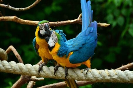15 Amazing Facts About Parrots That Will Blow Your Mind