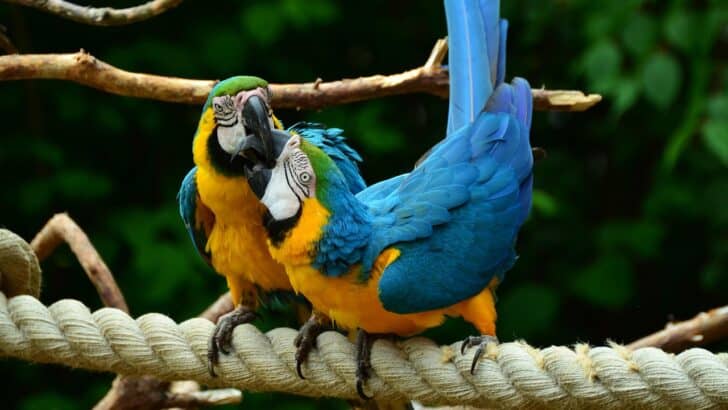 15 Amazing Facts About Parrots That Will Blow Your Mind