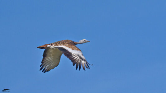 Meet the World’s Heaviest Flying Bird