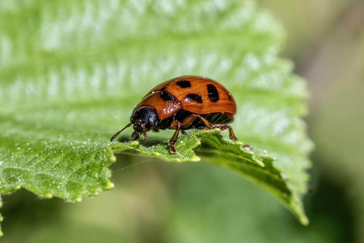 beetle, insect, bug, agricultural pest, biodiversity, ecology, integrated pest management, invertebrate, natural pest control, pest control, pest management, plant-eating insect, poplar tree pest, wildlife observation, close up, macro