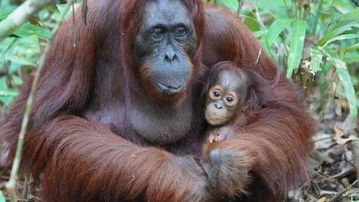 Why Orangutan Conservation Depends on Forest Protection
