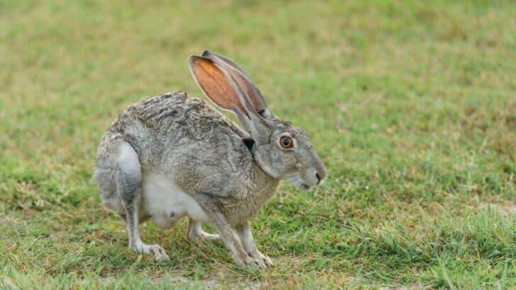 Why Rabbits Are Pets in the U.S. And Dinner Elsewhere