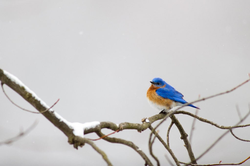 Bird song