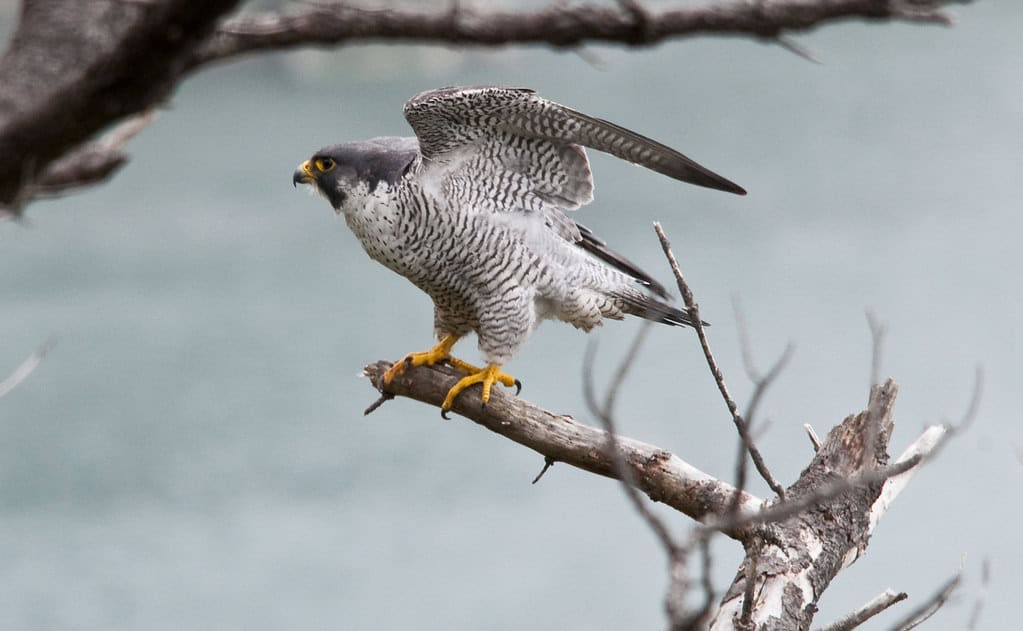 Peregrine falcon