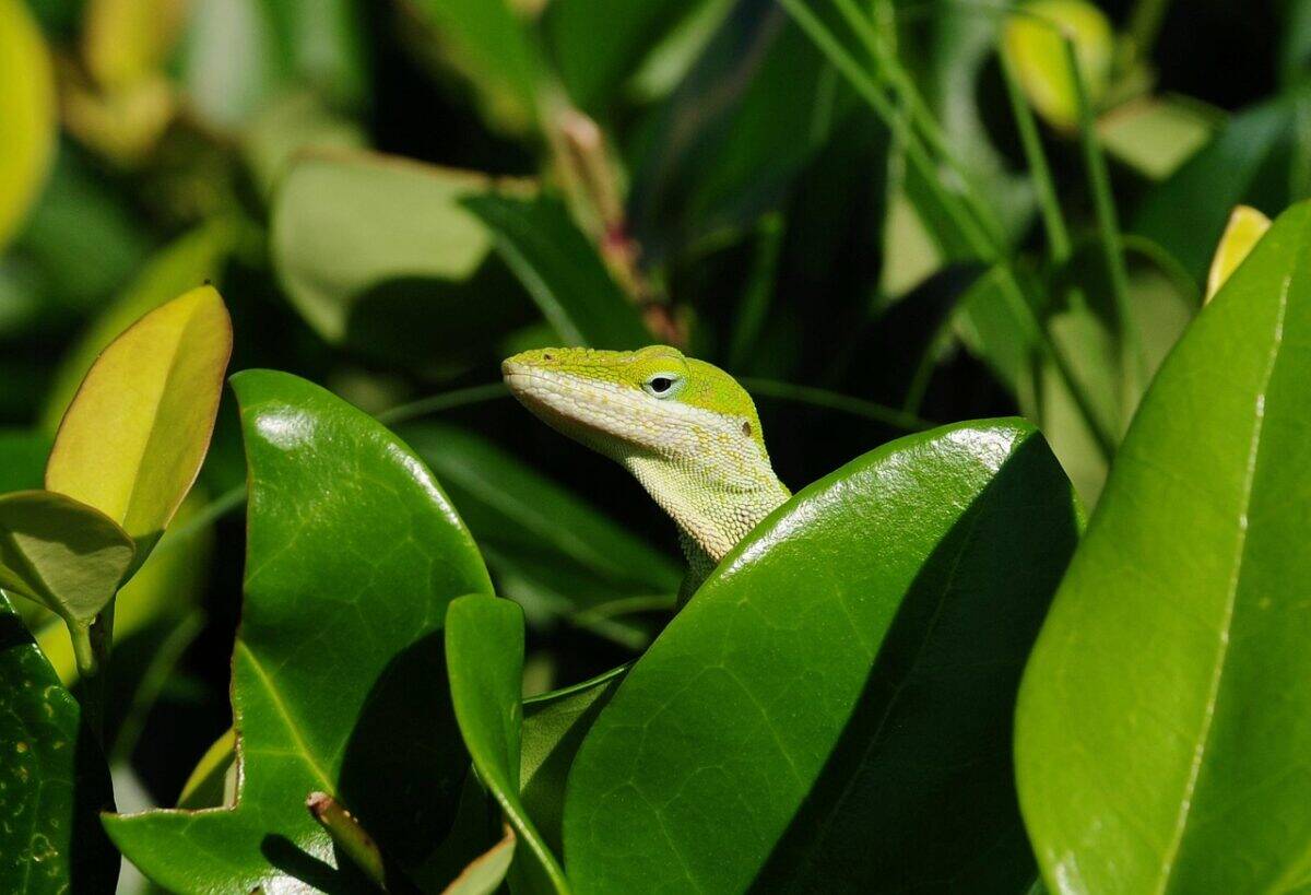 anole, lizard, reptile, animal, green, wildlife, fauna, nature, closeup