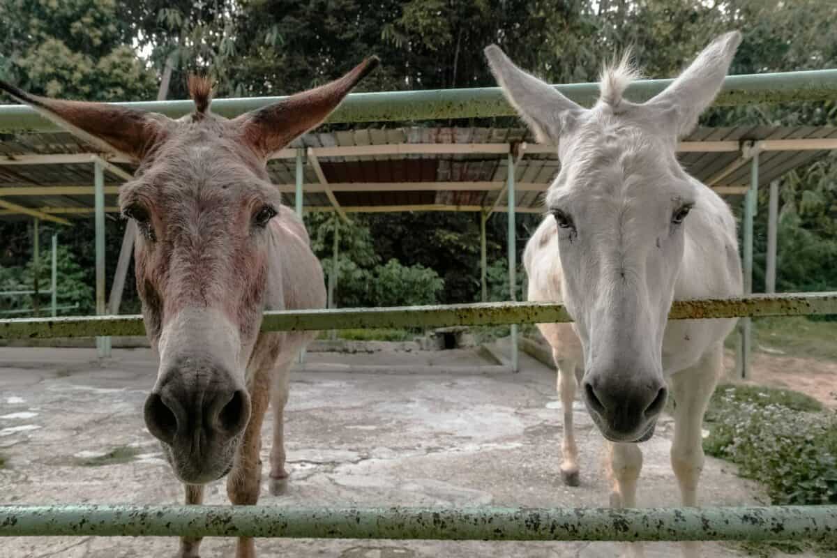 Two donkeys standing closely in an outdoor pen, looking directly at the camera.