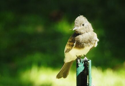 The Ultimate Beginner’s Guide to Birdwatching in 2025
