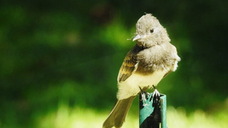 The Ultimate Beginner’s Guide to Birdwatching in 2025