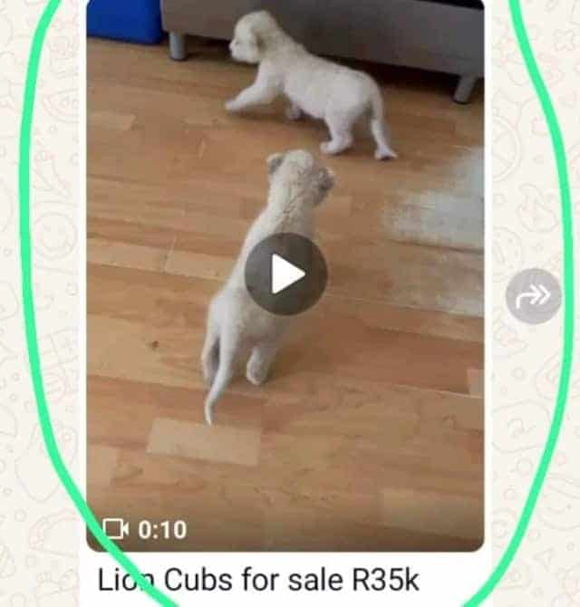 Wild Lion Cubs Sold on WhatsApp as Pets&mdash;Animal Welfare Launches Urgent Investigation