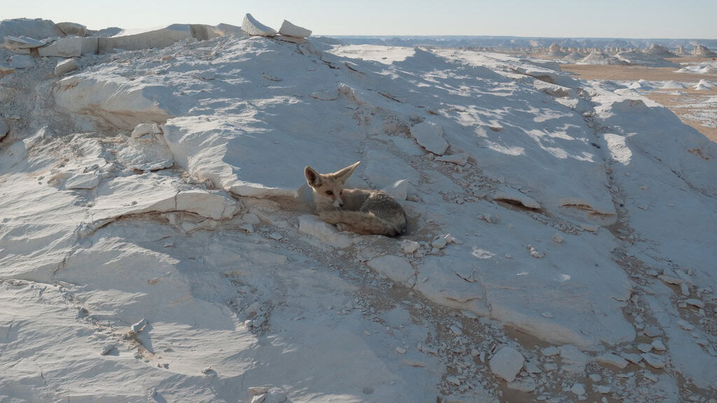 Rüppell's Fox