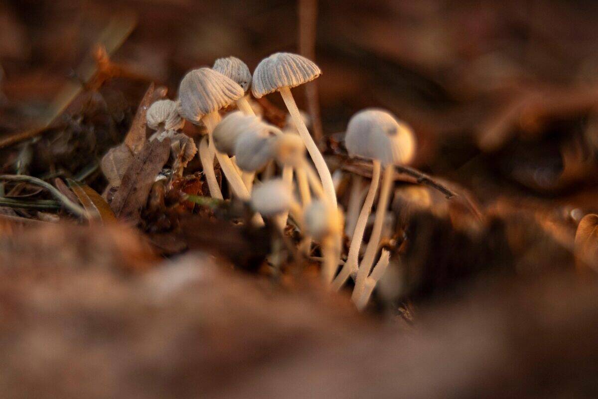 mushrooms, fungi, nature, fall, macro, microorganism, biology