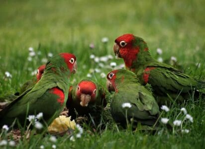 How to Help Save Endangered Parrot Species