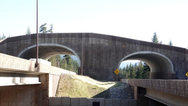Is The U.S. Is Building a Wildlife Corridor Across State Lines?
