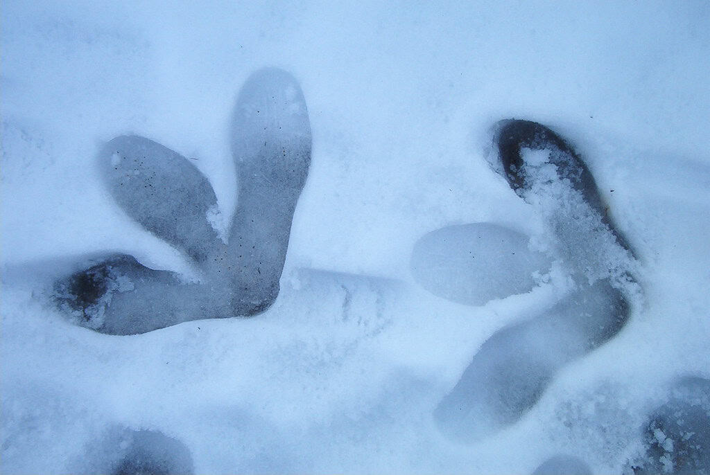 Animal tracks