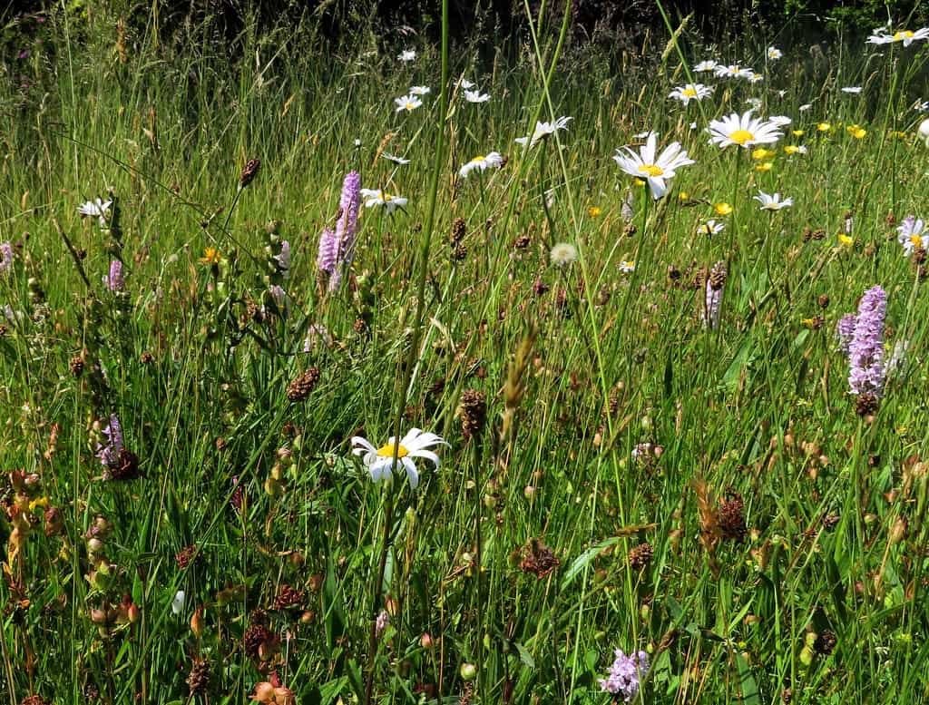 Wildlife Meadow