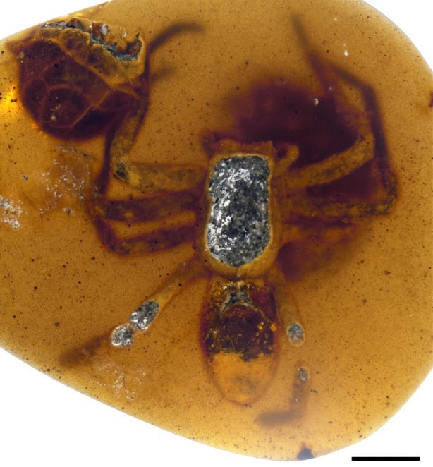 Burmese Amber