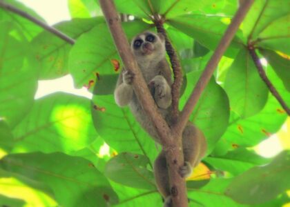 The World’s Only Venomous Primate