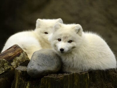 The Story of the Arctic Fox’s Incredible Seasonal Transformation