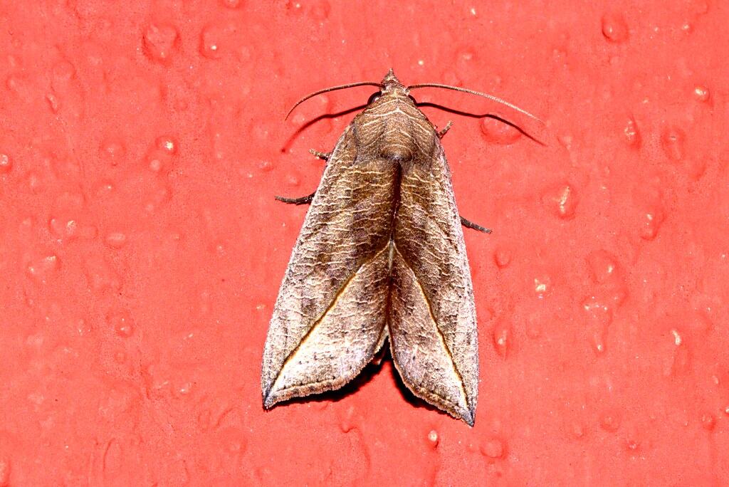 Vampire moth