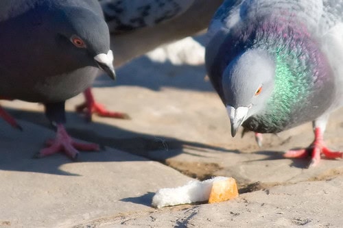 Pigeon eating bread