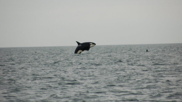 Orcas Are Now Actively Targeting Boats&mdash;Here&rsquo;s Why