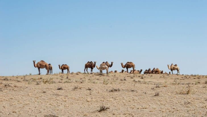 How Wild Camels Survive in the Harshest Deserts