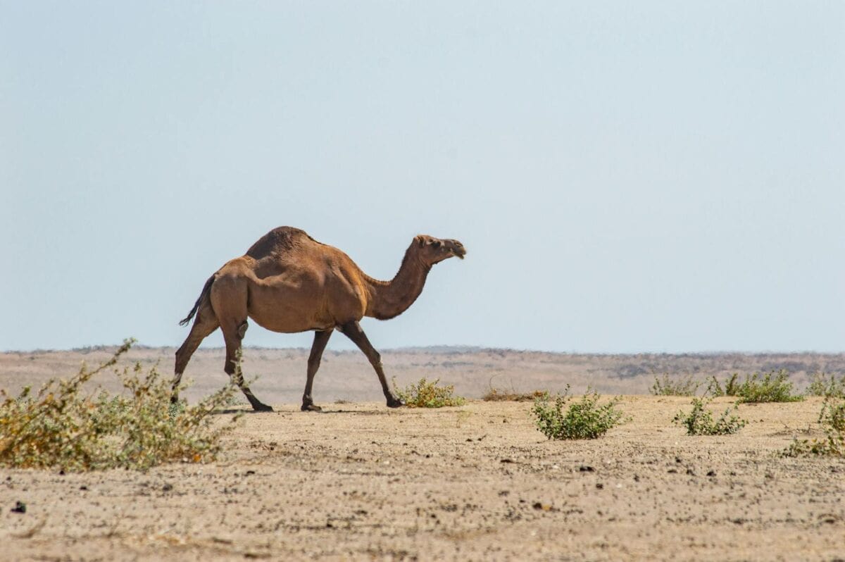 A camel walking across a sandy desert under a clear blue sky.